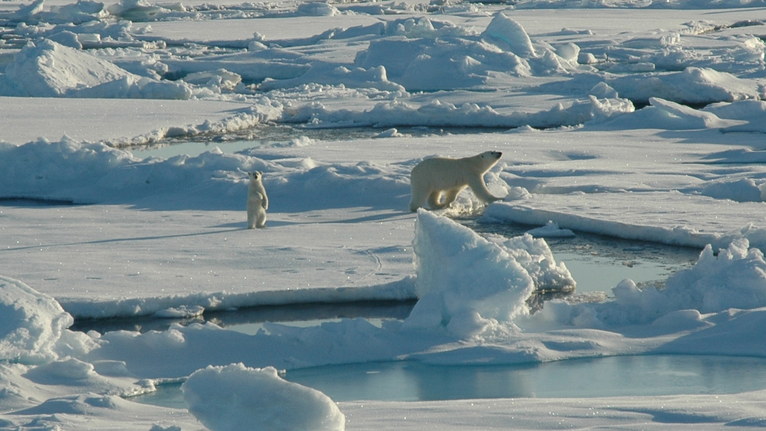 Polar Bear Walking in Arctic