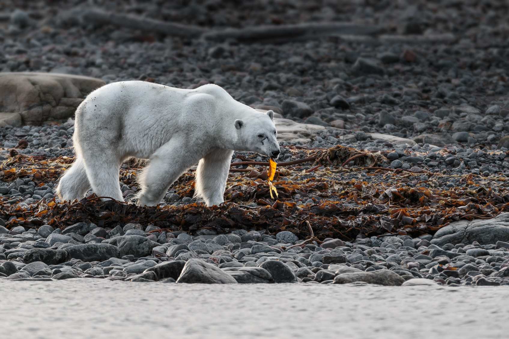 Polar Bear Eating Seaweed