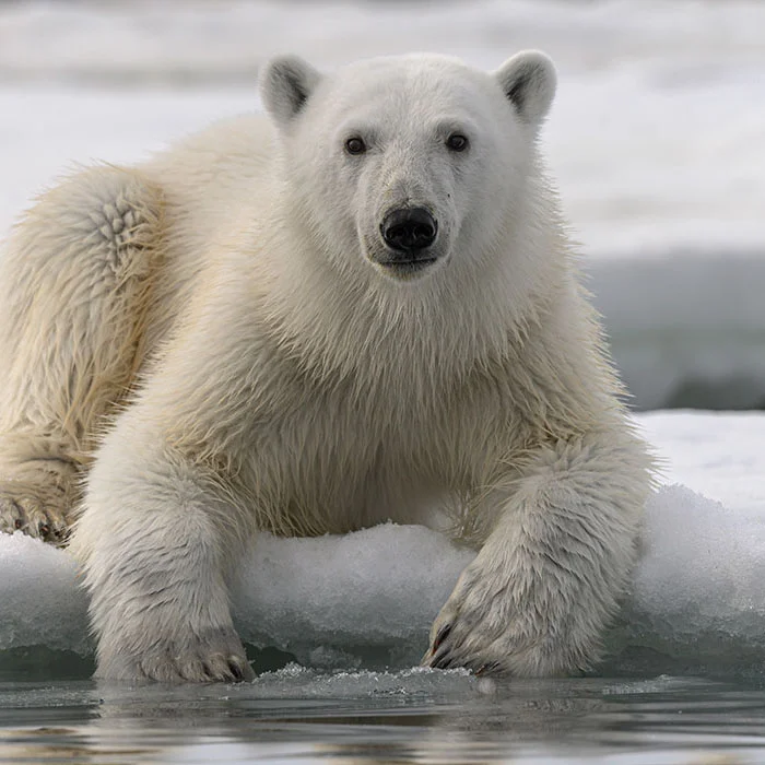 Polar Bear Snapshot 1